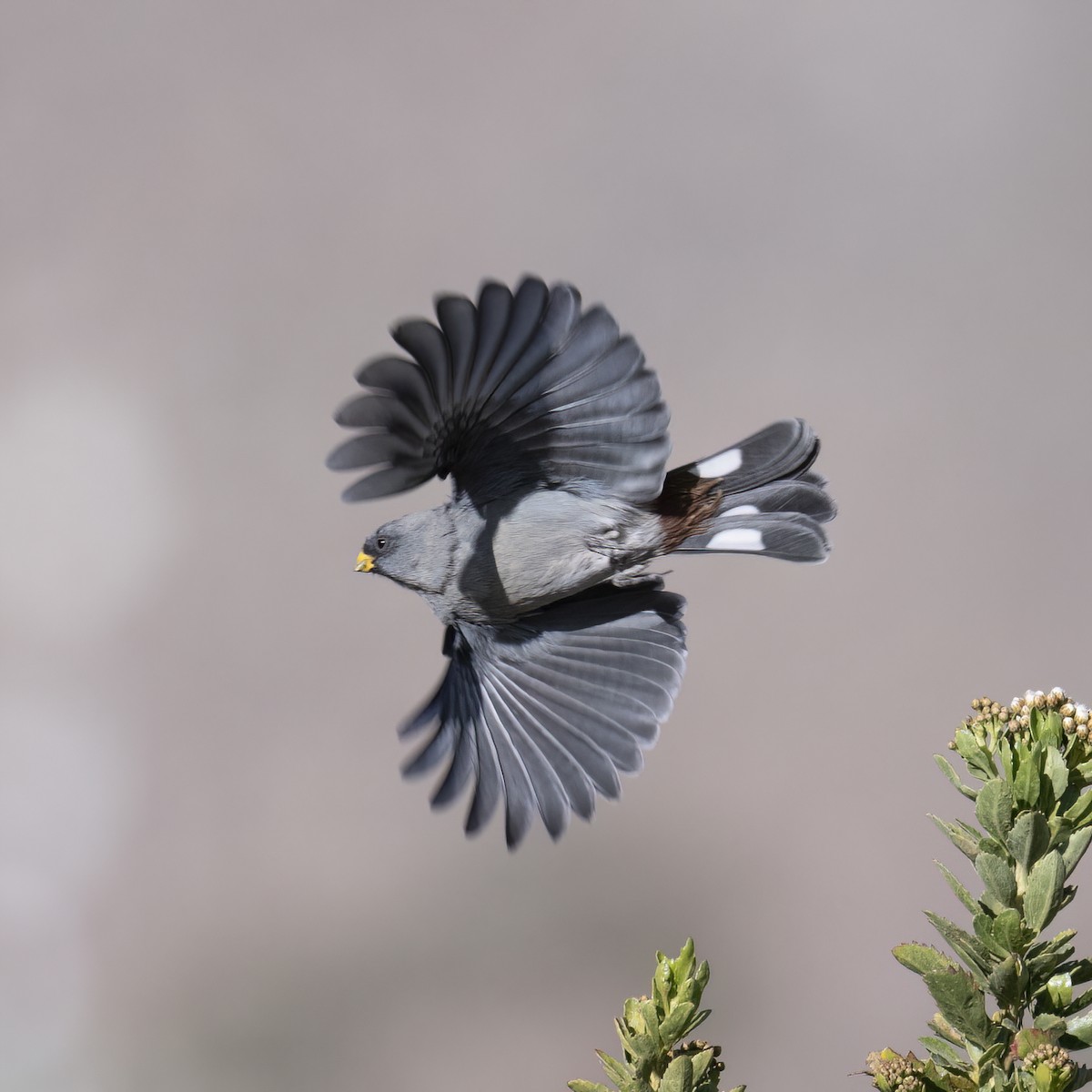 Band-tailed Seedeater - ML645957478
