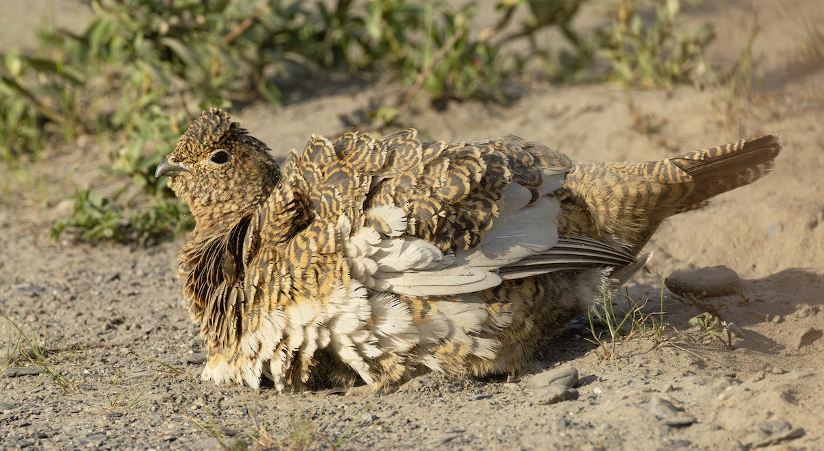 Lagopède des saules - ML645957482