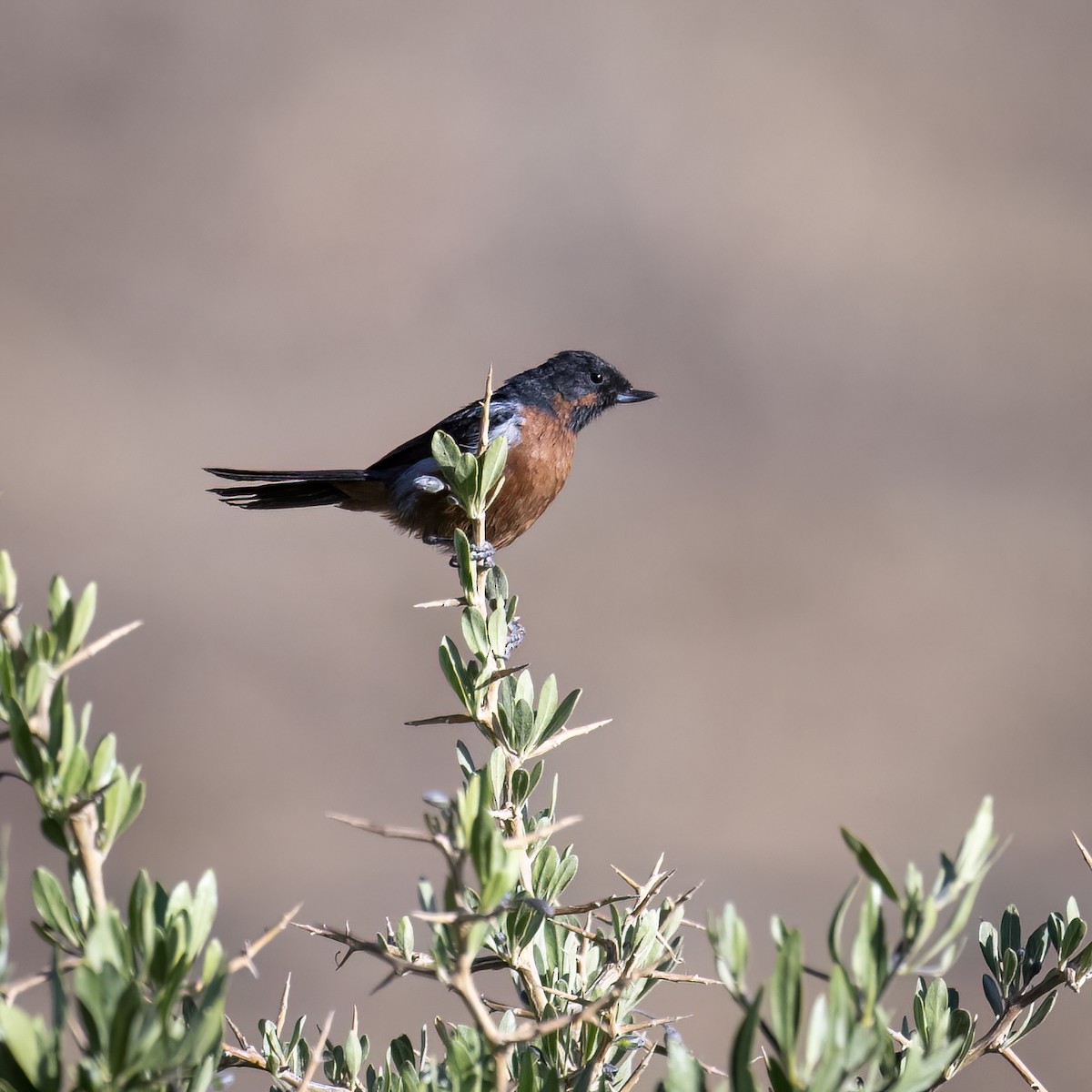 Black-throated Flowerpiercer - ML645957483