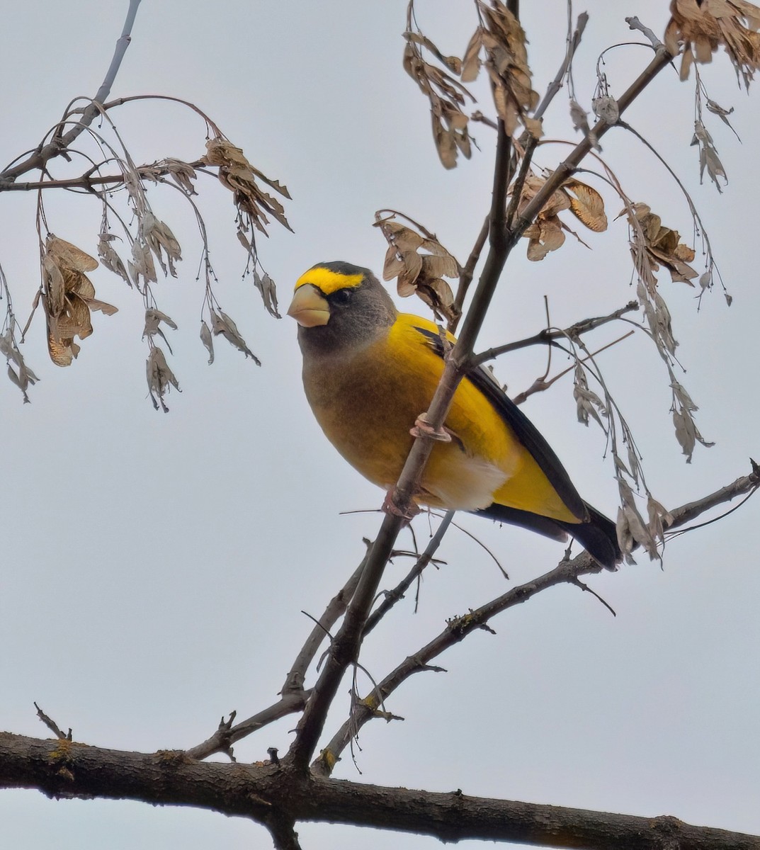 Evening Grosbeak - ML645957492