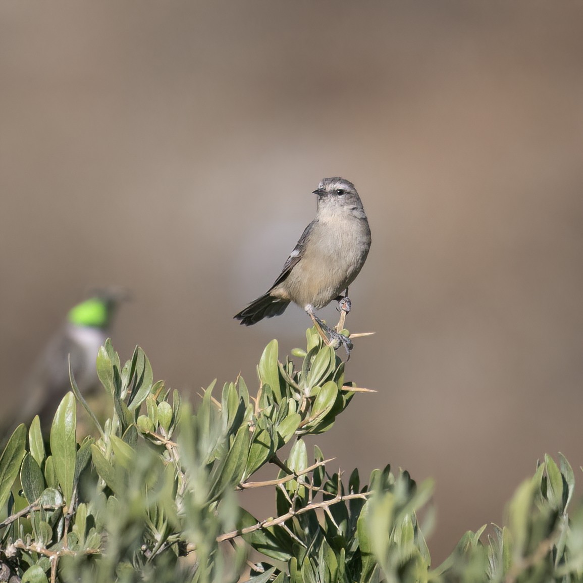 Cinereous Conebill - ML645957495