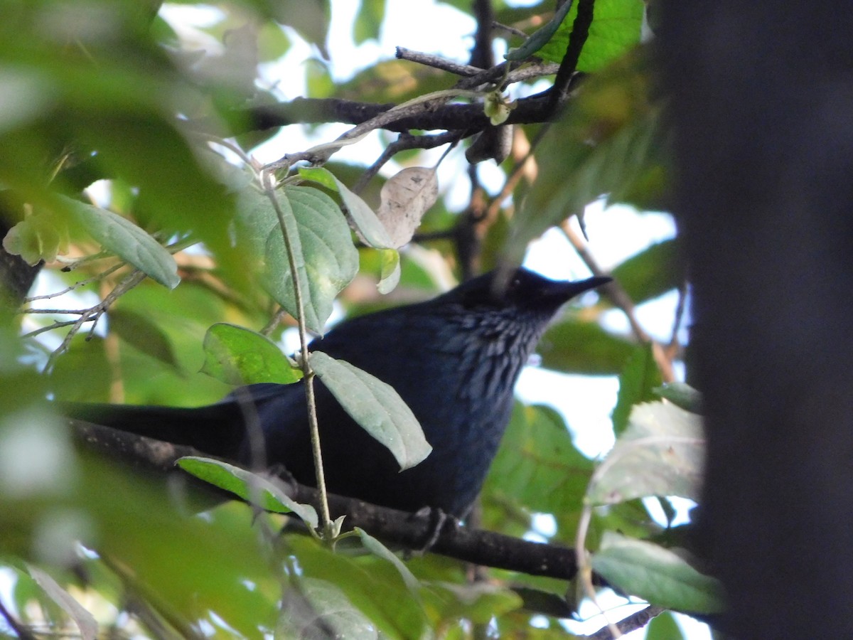 Blue Mockingbird - ML645957497