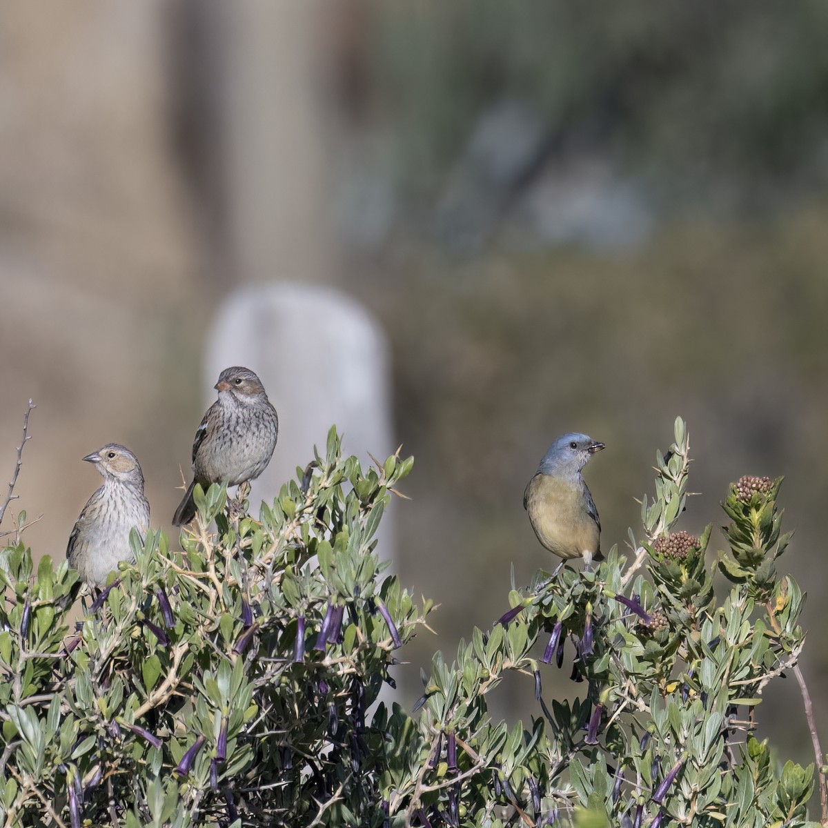 Blue-and-yellow Tanager - ML645957499