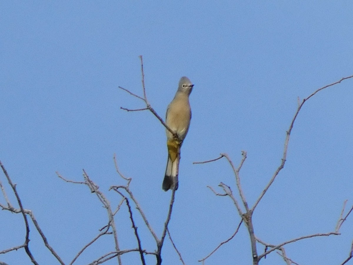 Gray Silky-flycatcher - ML645957501