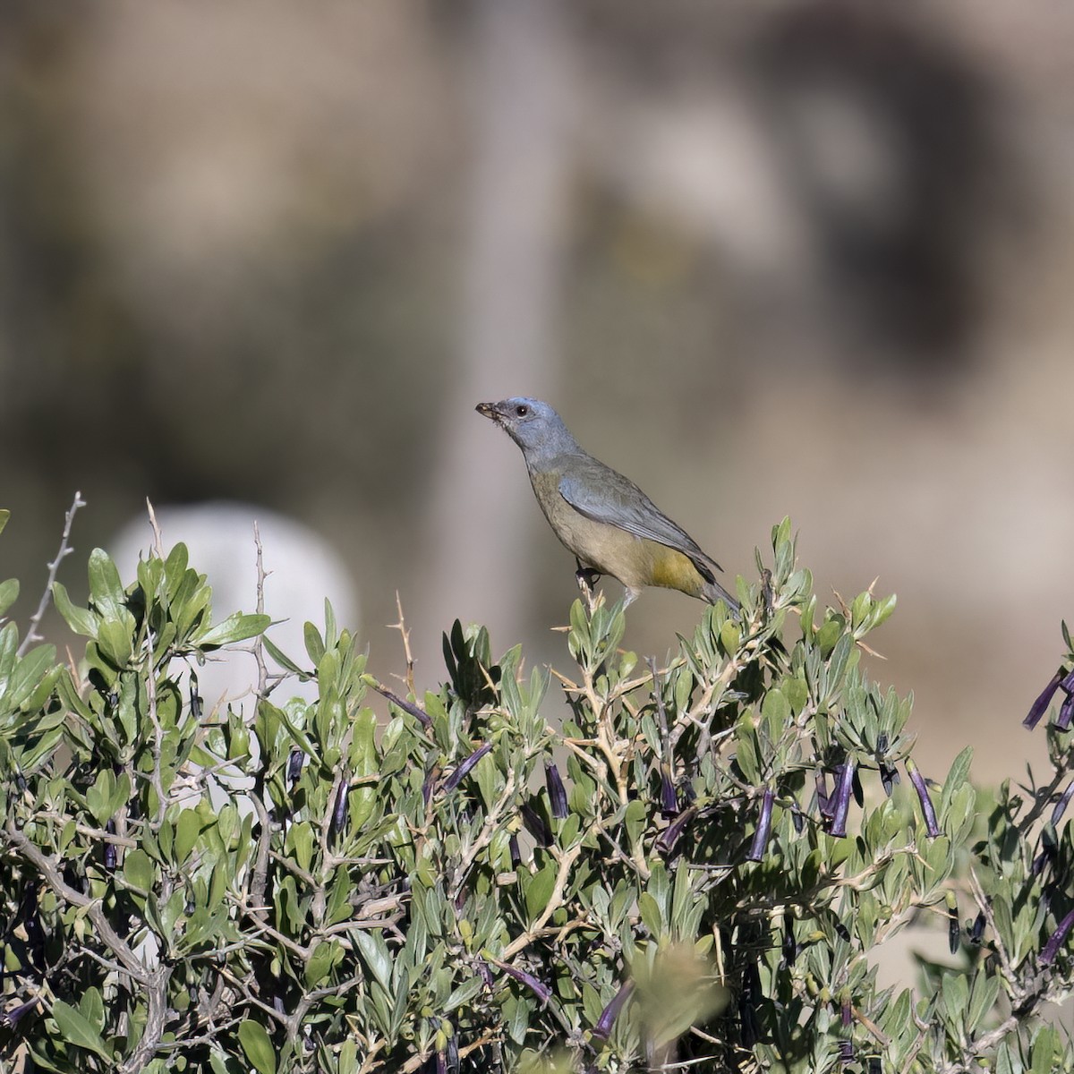 Blue-and-yellow Tanager - ML645957504