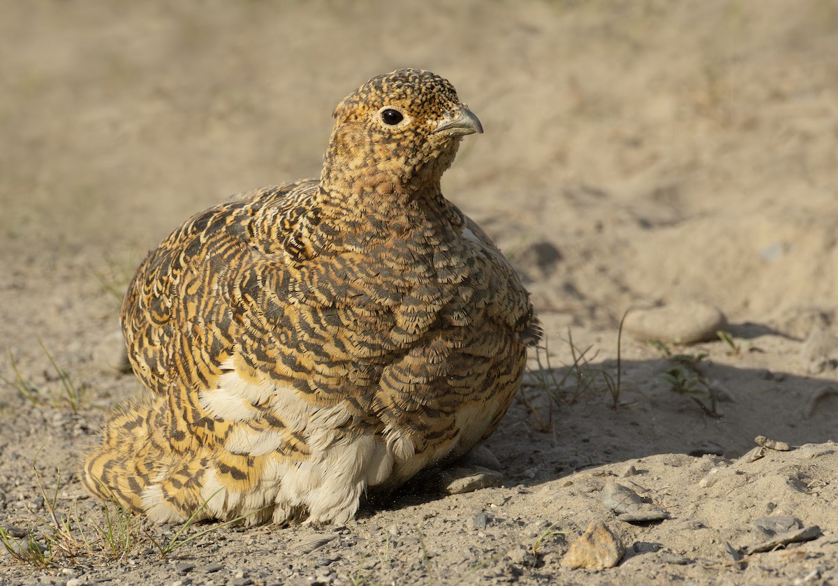 Lagopède des saules - ML645957505