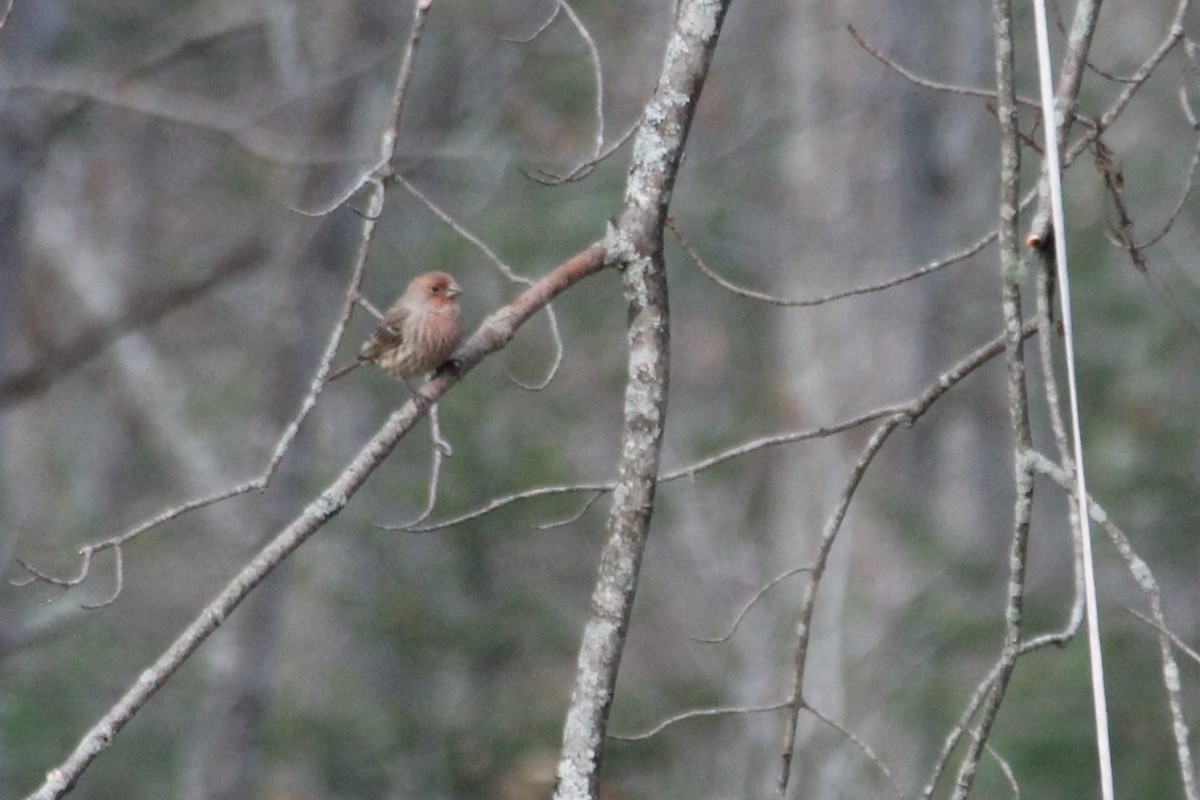 Burugorri arrunta - ML645957508