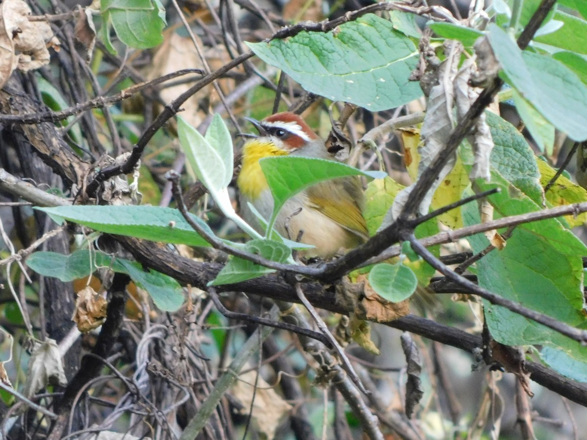 Rufous-capped Warbler - ML645957509