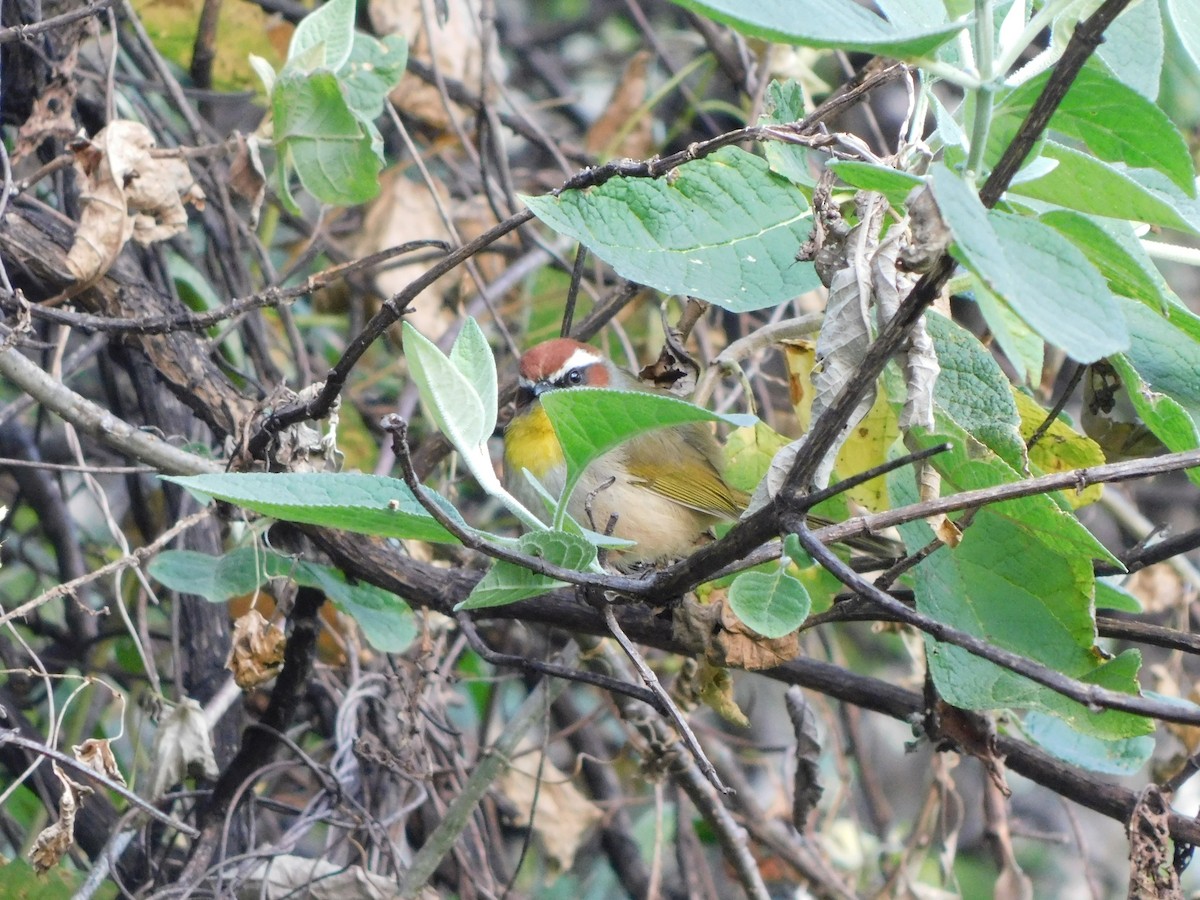 Rufous-capped Warbler - ML645957510