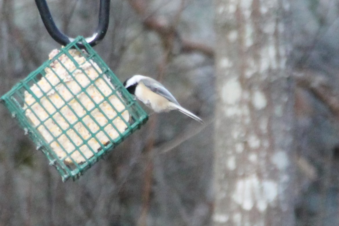 Black-capped Chickadee - ML645957512