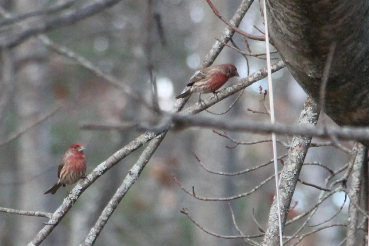 Burugorri arrunta - ML645957518