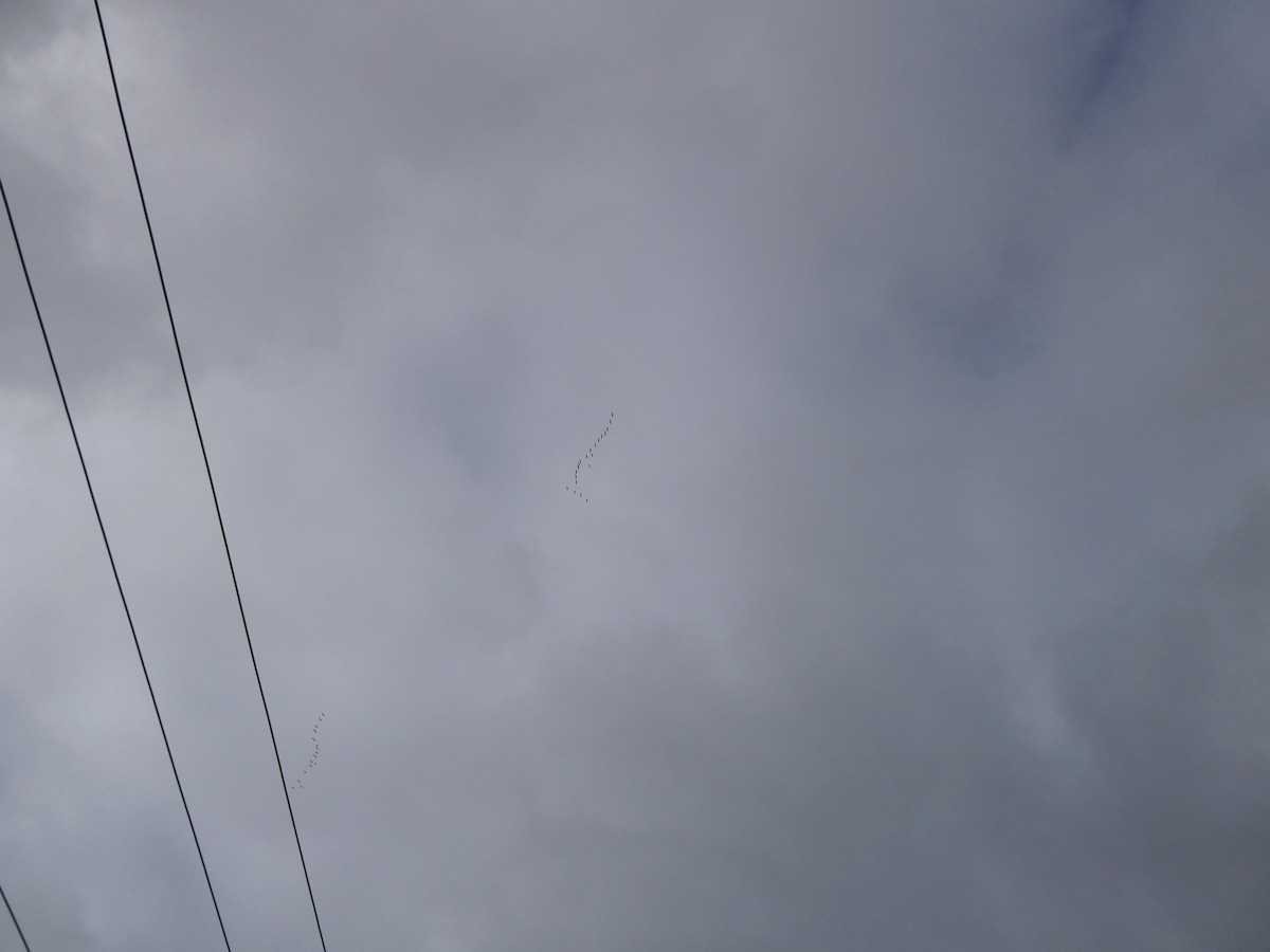 Sandhill Crane - ML645957523