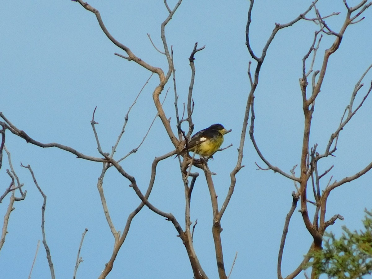Lesser Goldfinch - ML645957525