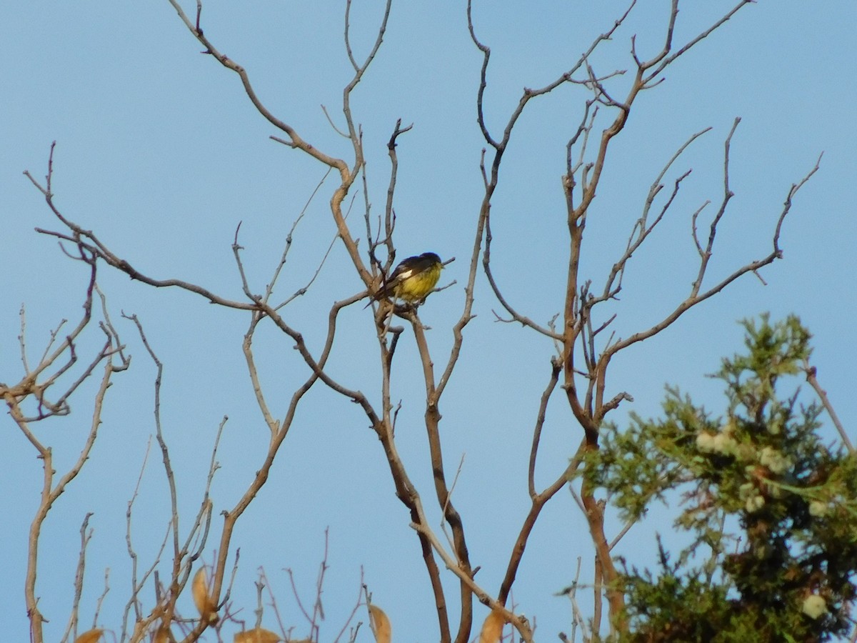 Lesser Goldfinch - ML645957526