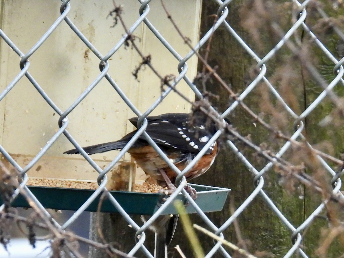 Spotted Towhee (maculatus Group) - ML645957528