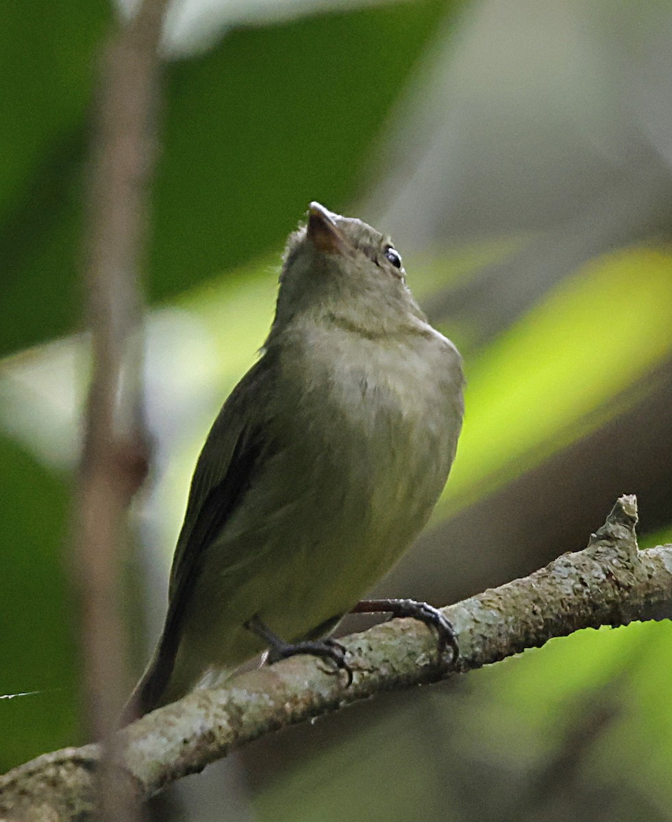 Dwarf Tyrant-Manakin - ML645957537