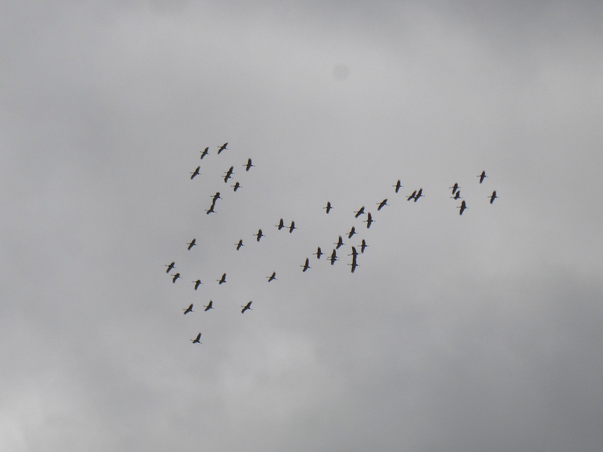 Sandhill Crane - ML645957539