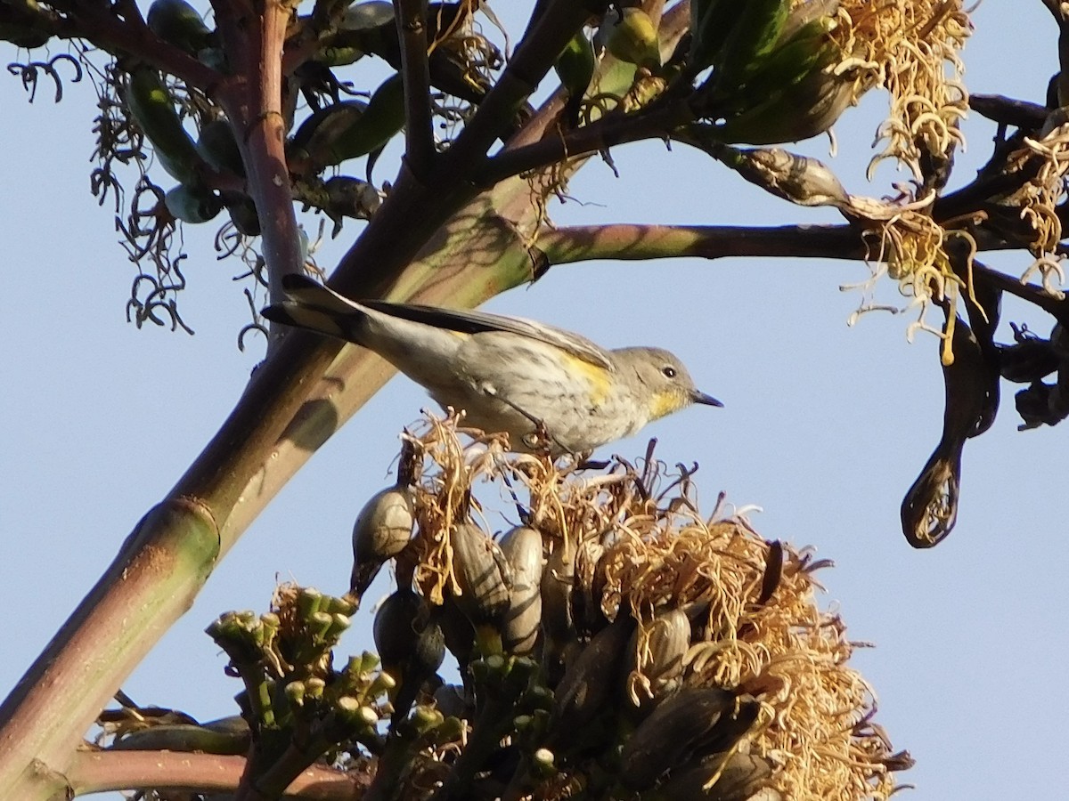 Yellow-rumped Warbler - ML645957540