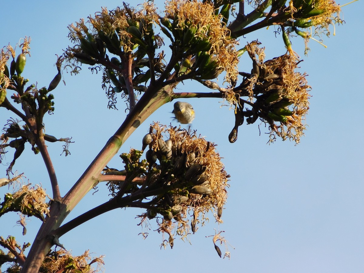 Yellow-rumped Warbler - ML645957541