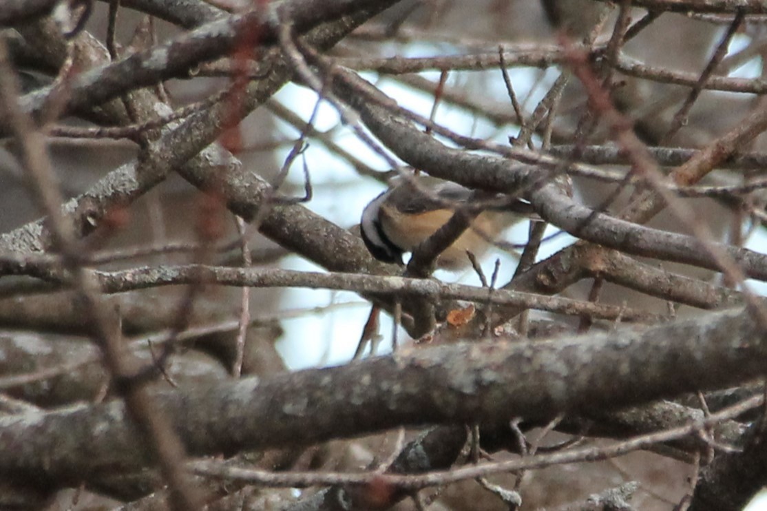 Black-capped Chickadee - ML645957545