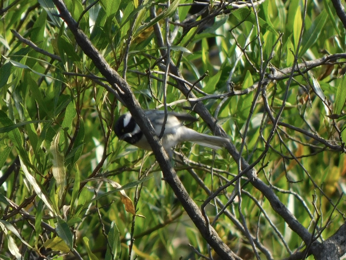 Black-throated Gray Warbler - ML645957547