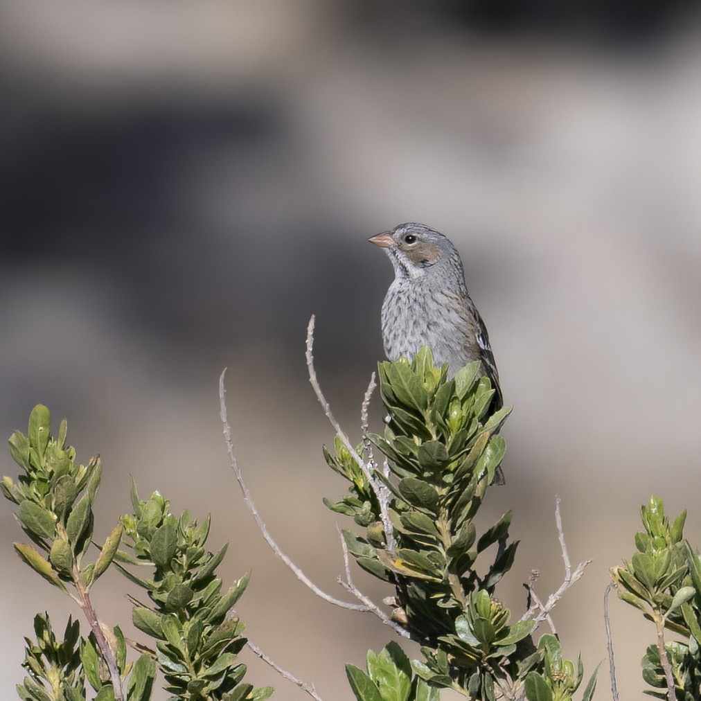 Mourning Sierra Finch - ML645957548