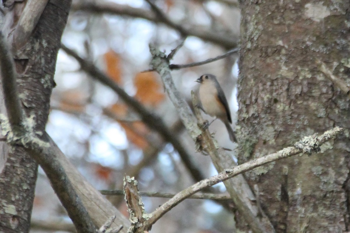 Tufted Titmouse - ML645957549