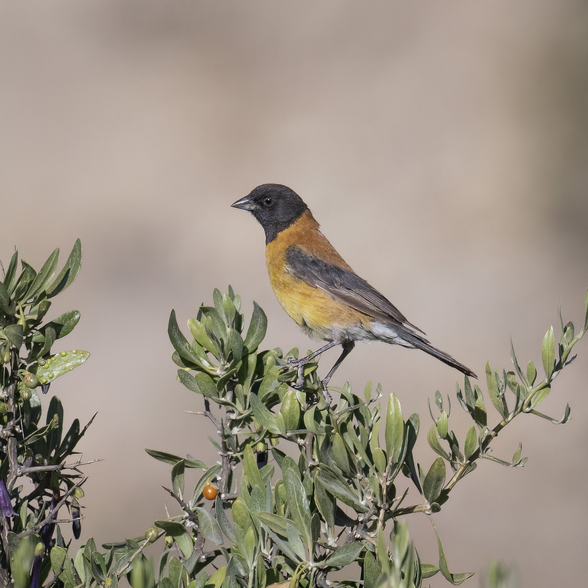 Black-hooded Sierra Finch - ML645957552