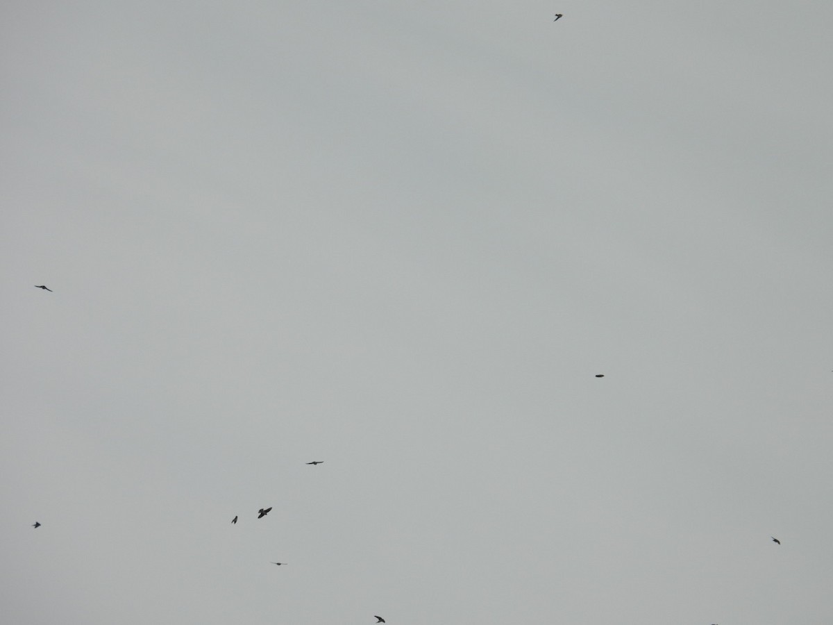 Tree Swallow - ML645957553