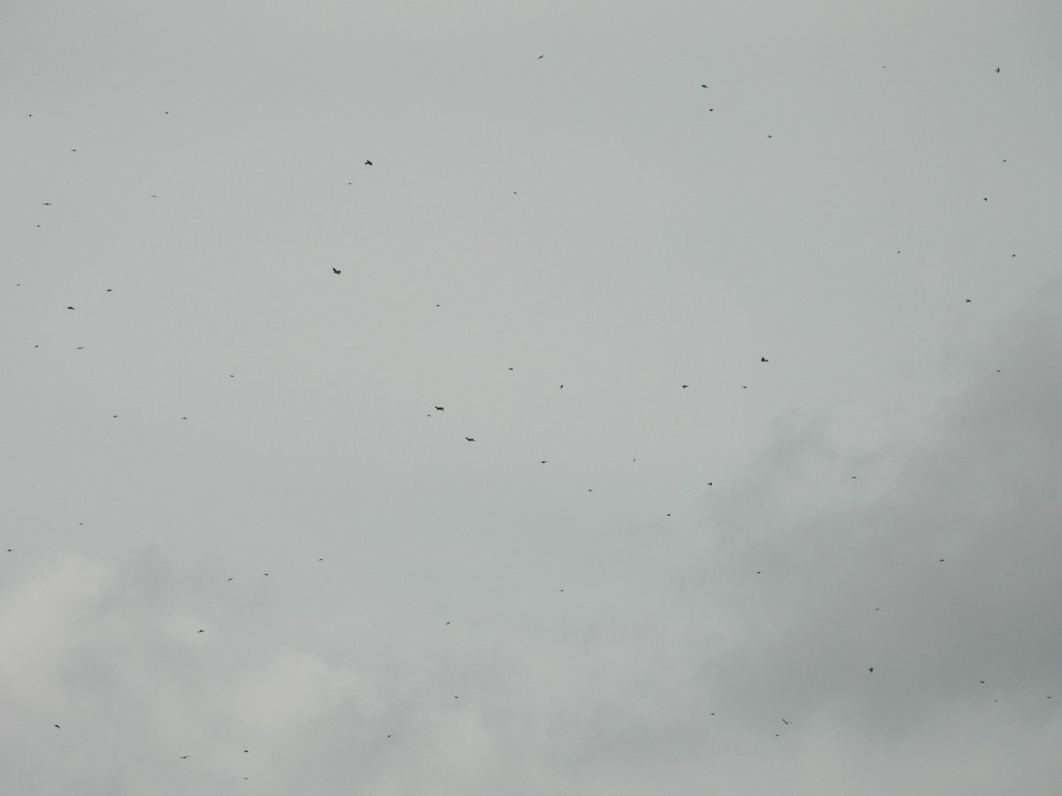 Tree Swallow - ML645957554