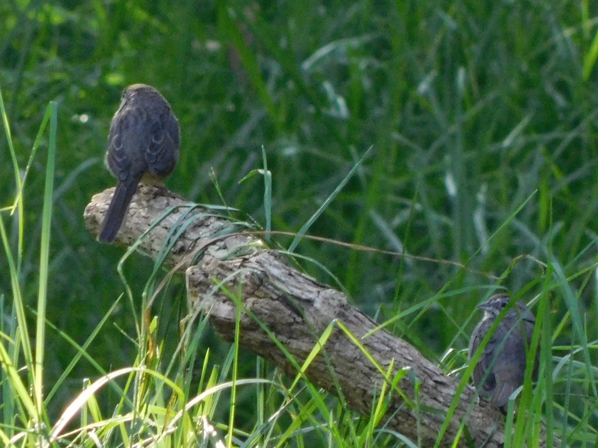 Rufous-crowned Sparrow - ML645957555