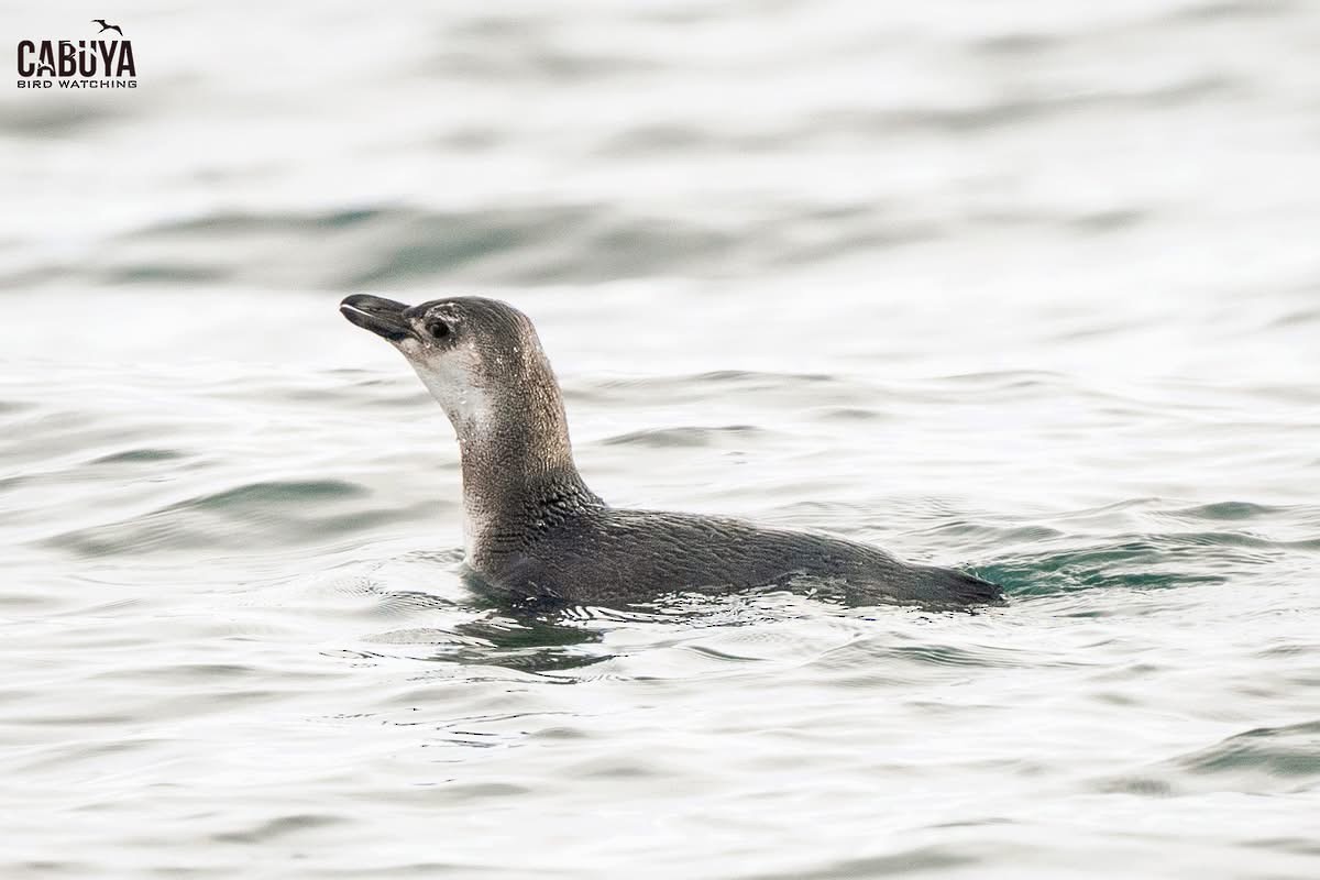 Magellanic Penguin - ML645957556