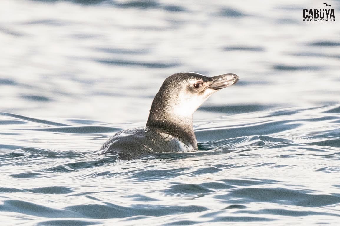 tučňák magellanský - ML645957557