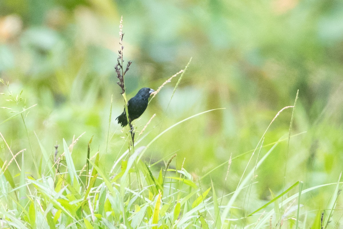 Blue-black Grassquit - ML645957558