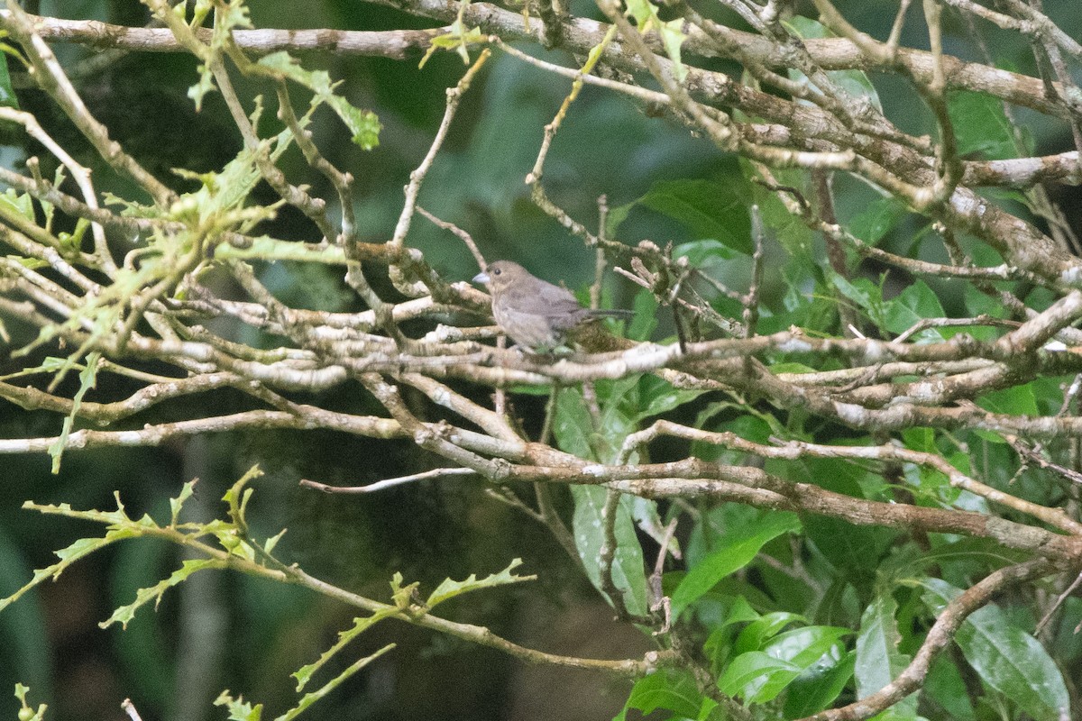 Blue-black Grassquit - ML645957559