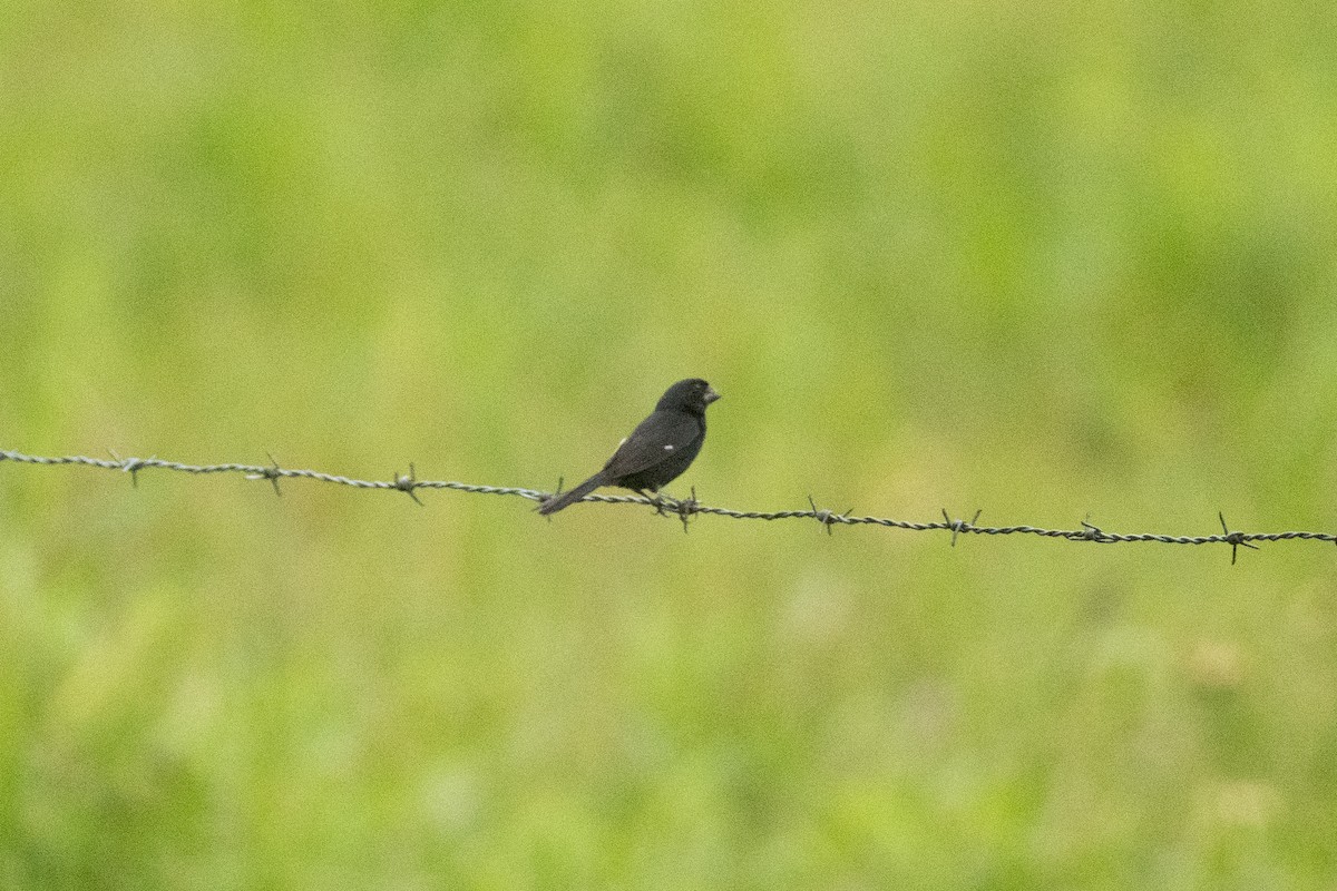 Thick-billed Seed-Finch - ML645957560