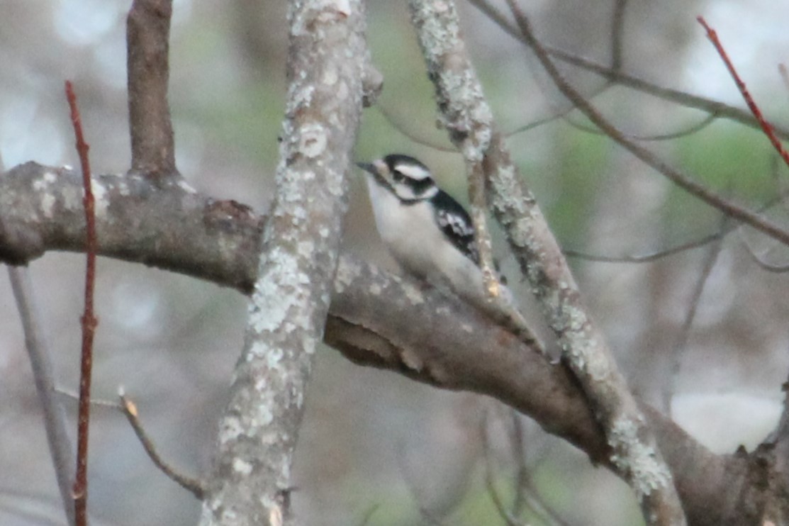 Downy Woodpecker - ML645957561