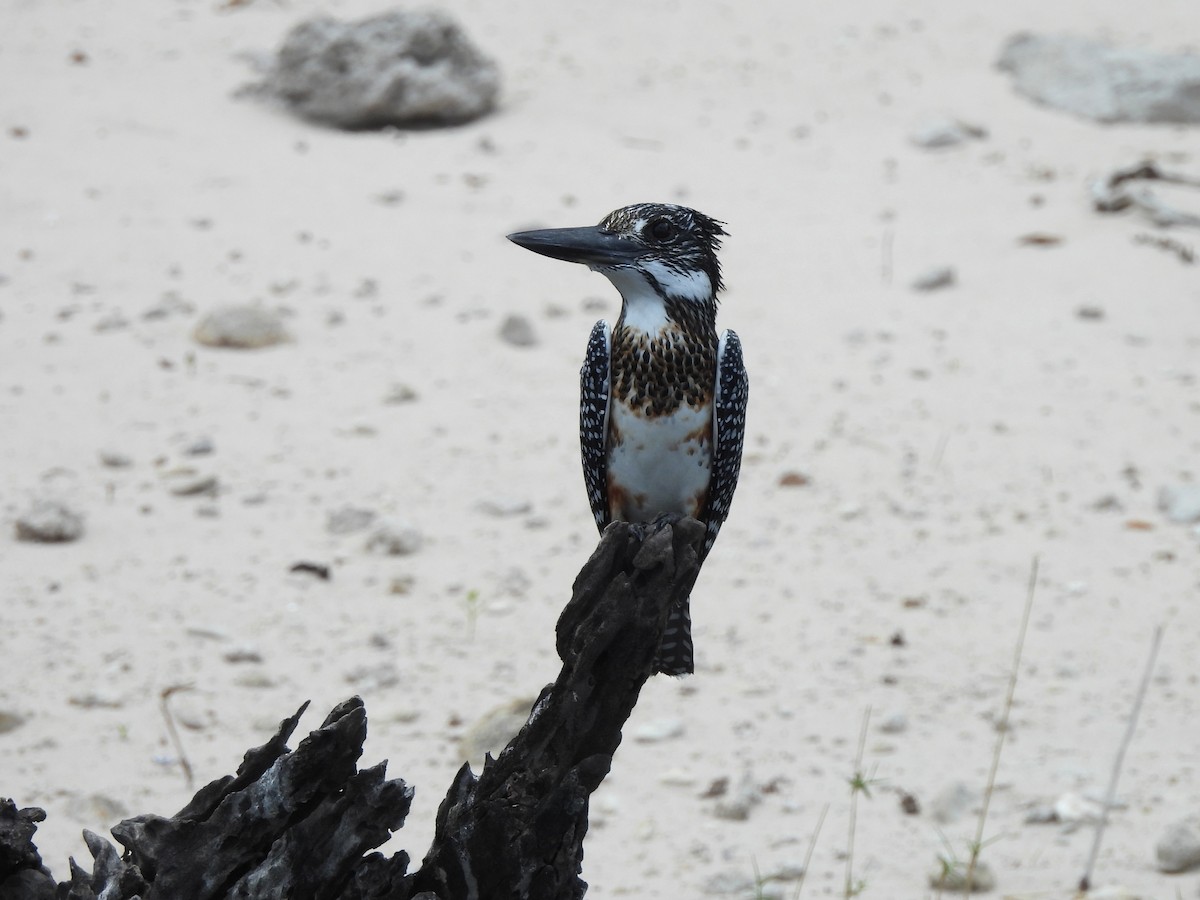 Giant Kingfisher - ML645957562