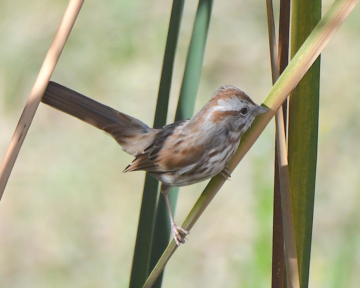 Song Sparrow - ML645957563