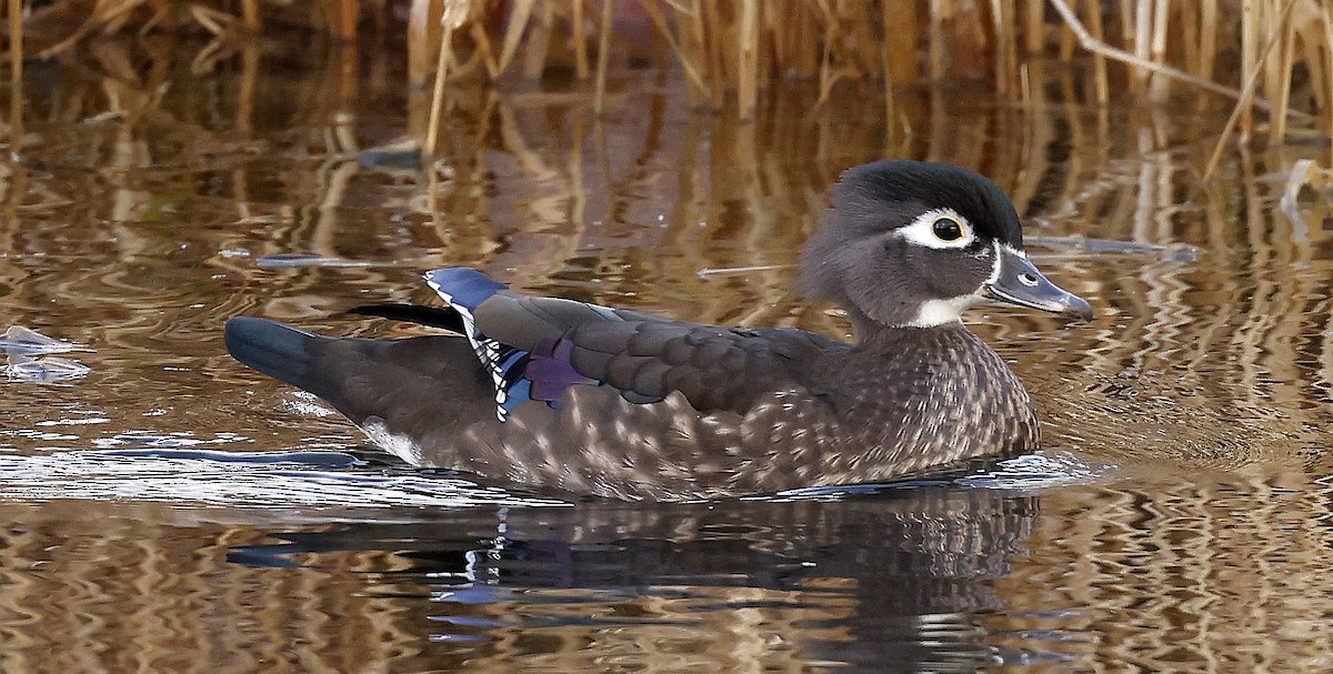 美洲鴛鴦 - ML645957564