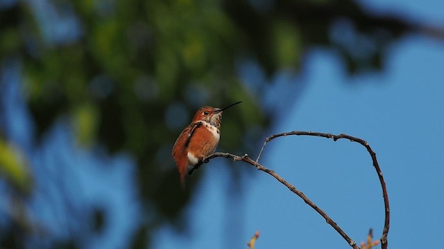 Алленов колибри - ML645957565