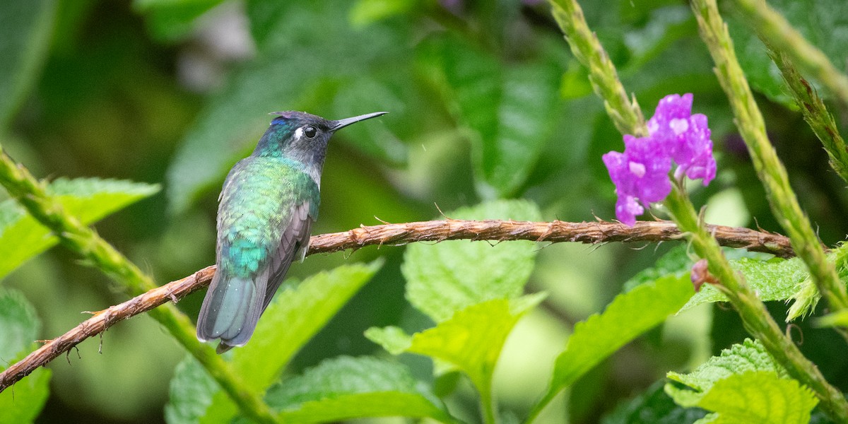 Violet-headed Hummingbird - ML645957566