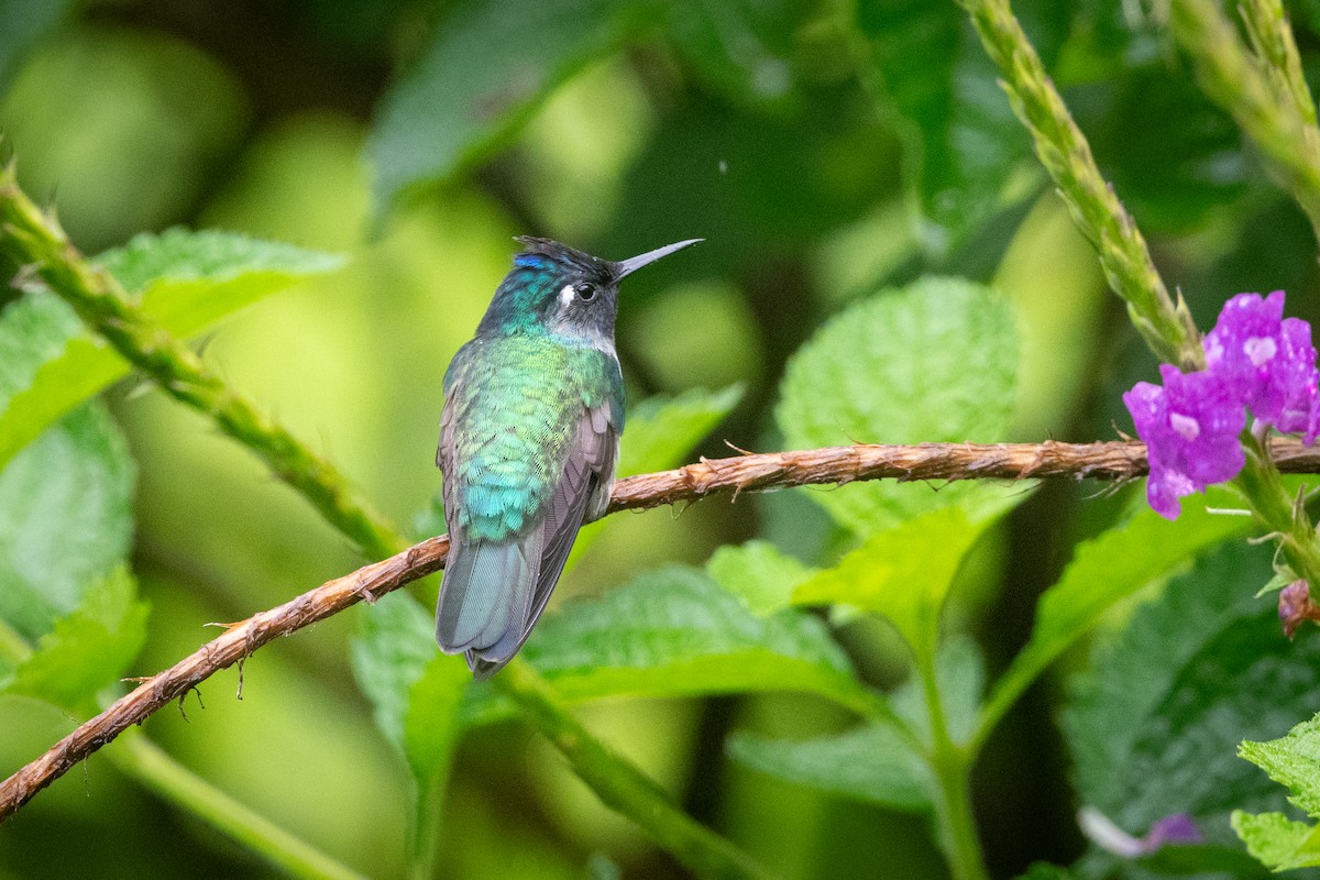 Violet-headed Hummingbird - ML645957567