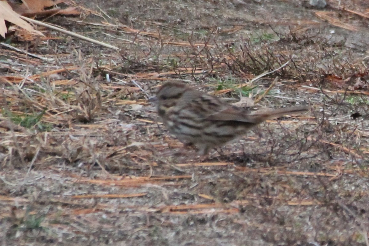 Song Sparrow - ML645957568