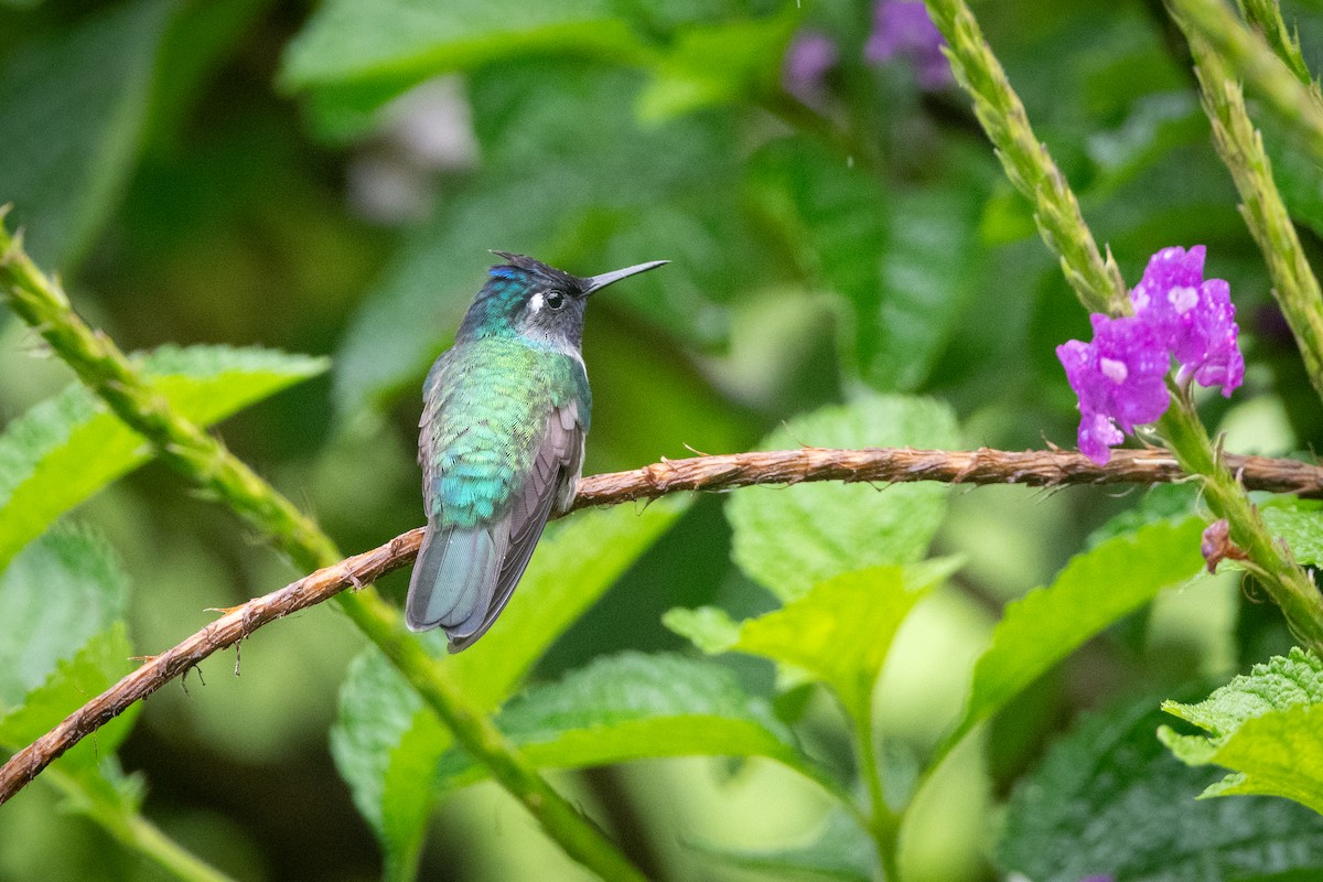 Violet-headed Hummingbird - ML645957569