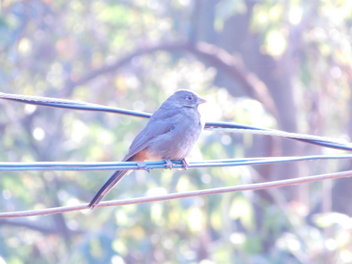 Canyon Towhee - ML645957570