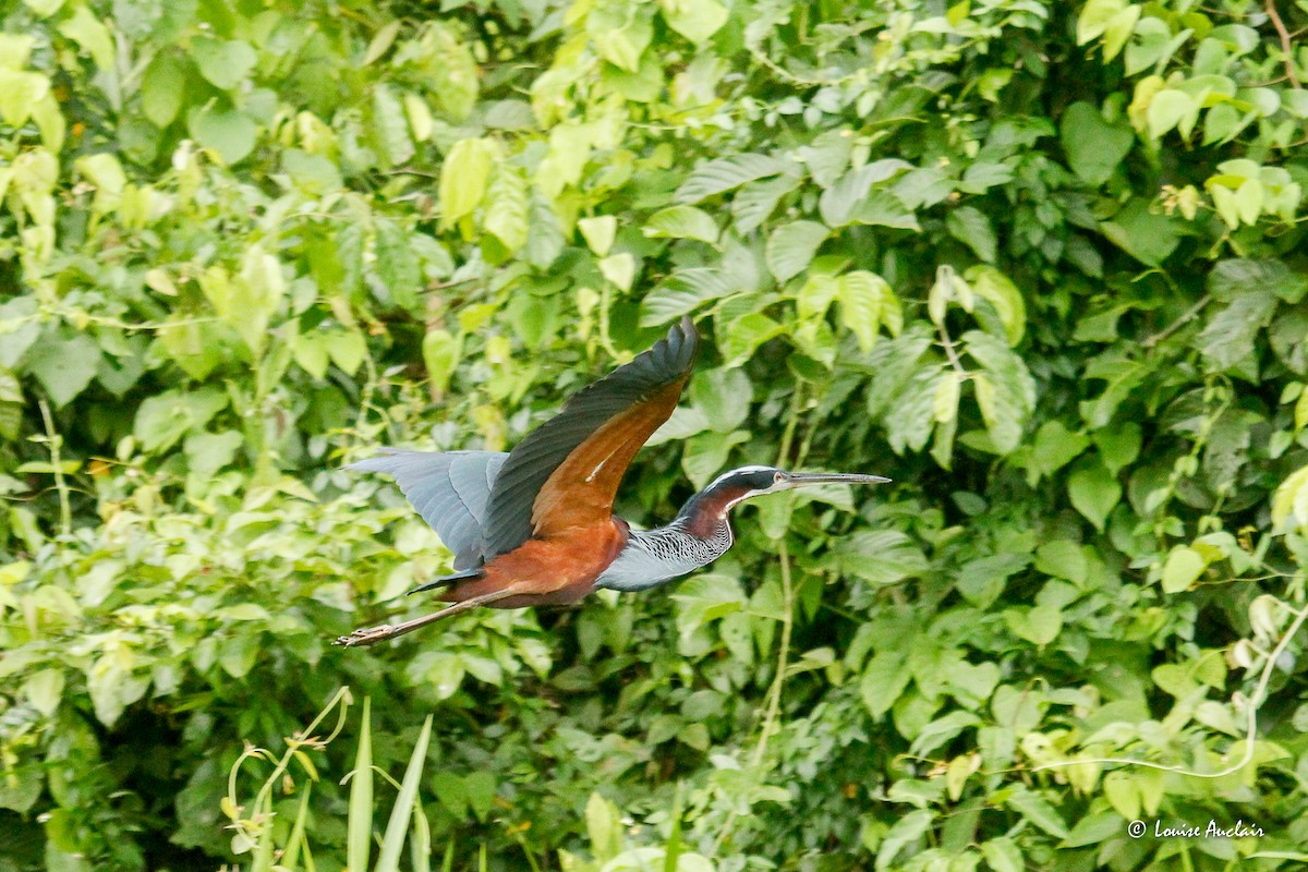 Agami Heron - ML645957571