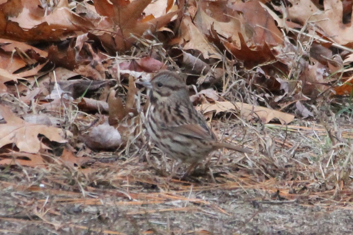 Song Sparrow - ML645957572