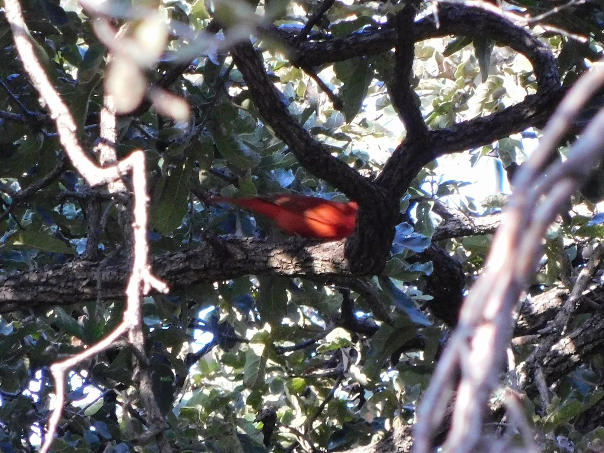 Summer Tanager - ML645957577