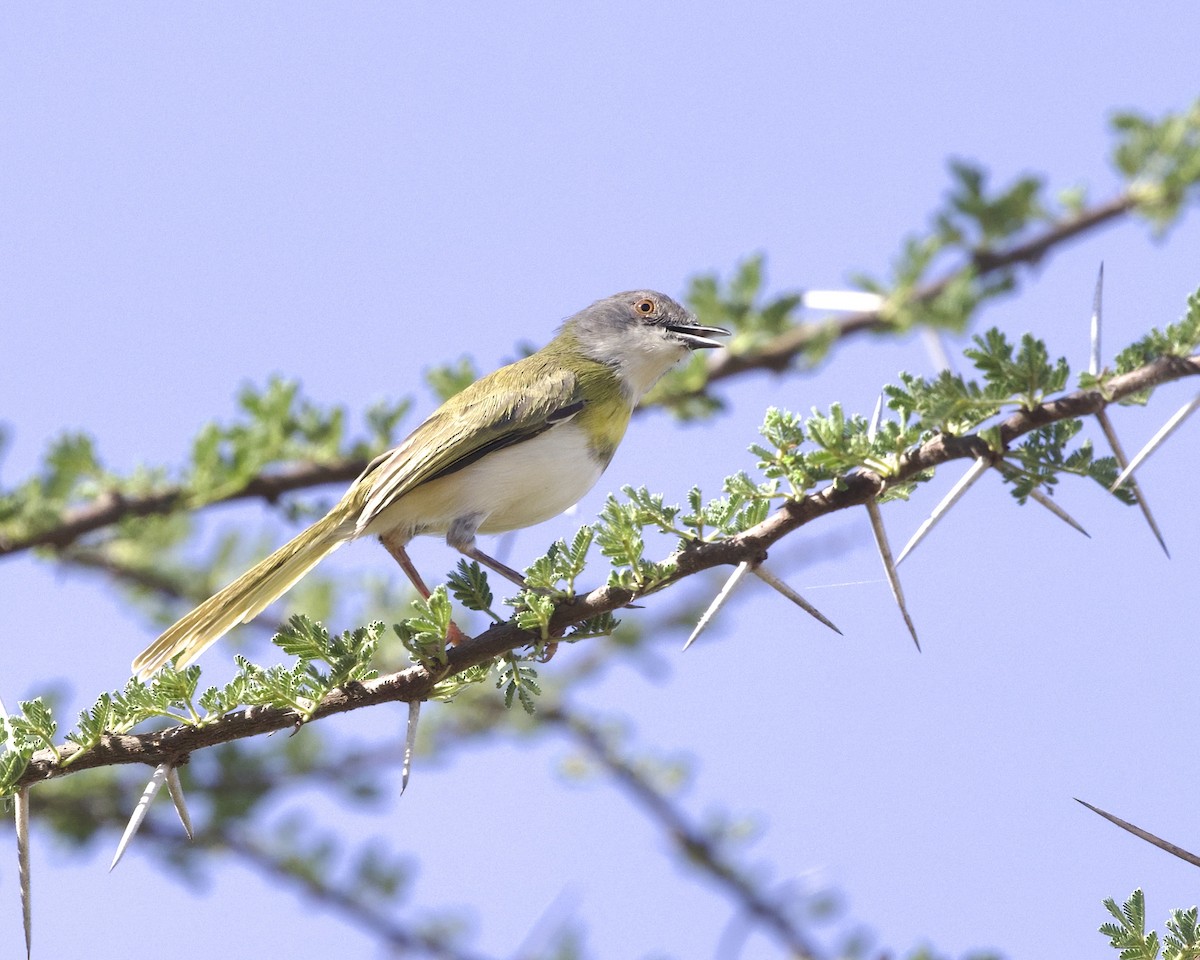 Yellow-breasted Apalis - ML645957578